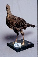 藍腹鷴藏品圖，第3張